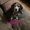 tonya_gilbert